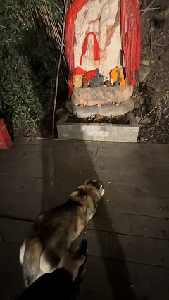 这下真解释不清了！近日重庆，男子带小狗到公园游玩，不知不觉就玩到了天黑，可正当男