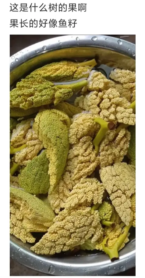 这是什么树的果实啊？长得好像鱼籽