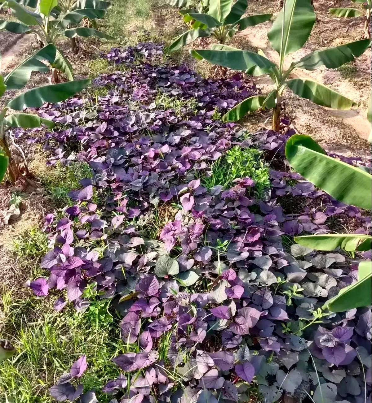 刚下地摘菜，路过香蕉地时，瞧见一大片紫色植物，我第一反应就觉得是紫苏，可又有点拿