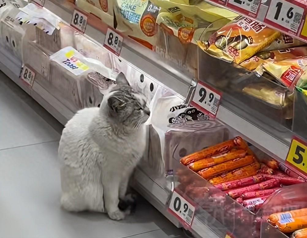 江苏一只猫每天在火腿肠货柜前蹲守，超市员工：它很有素质，只看不吃，也不抓人，大家