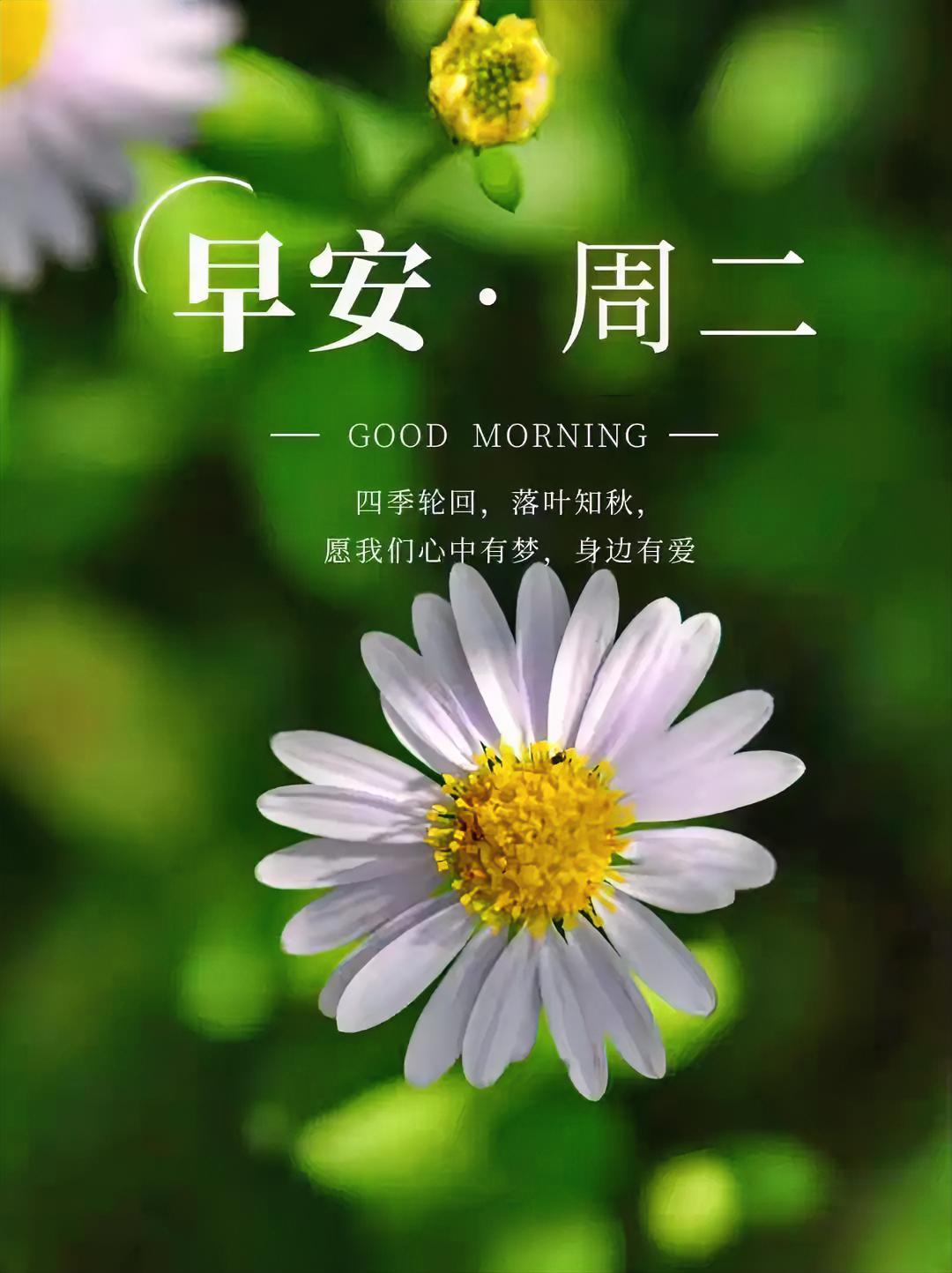 周二早安！看这朵小雏菊开得这么灿烂，愿你心中有梦，身边有爱，元气满满一整天！晒