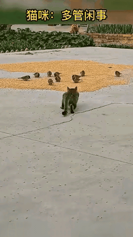 笑不活了，简直是年度最佳猪队友现场！猫咪本来蹑手蹑脚、蓄势待发，眼看就要捕猎成