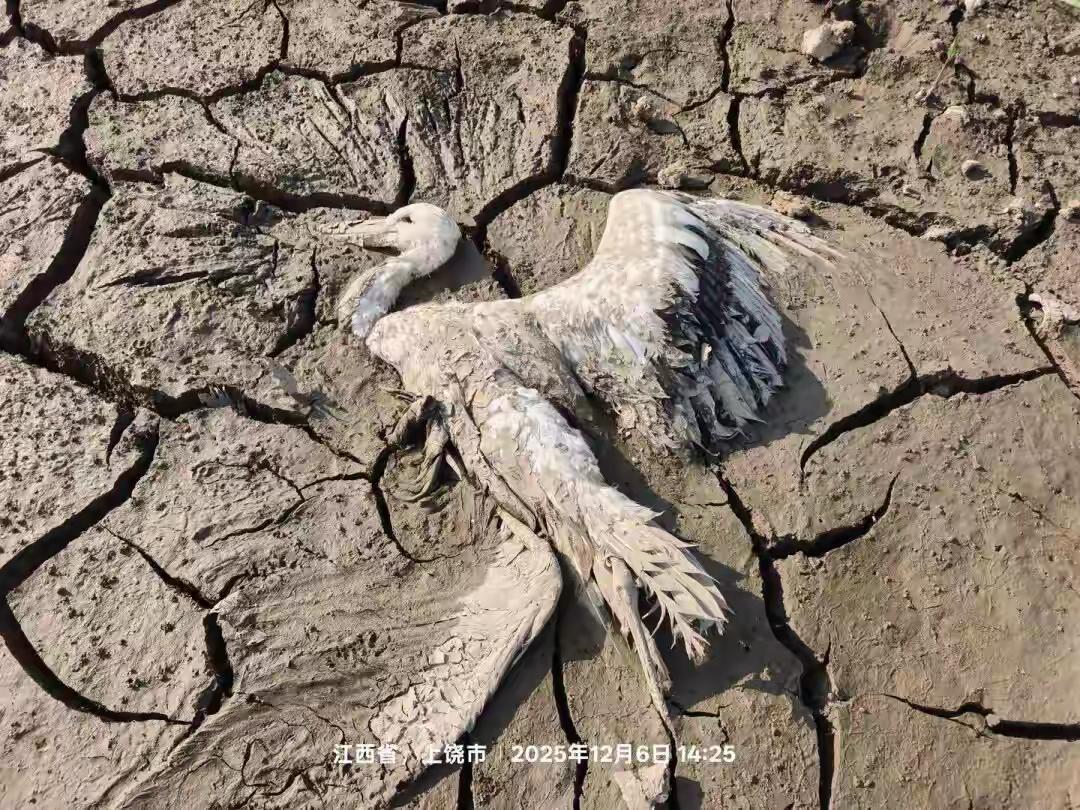 网友爆料江西上饶一湿地有人投毒，国家一级保护动物东方白鹳等珍稀鸟类被毒死，举报者