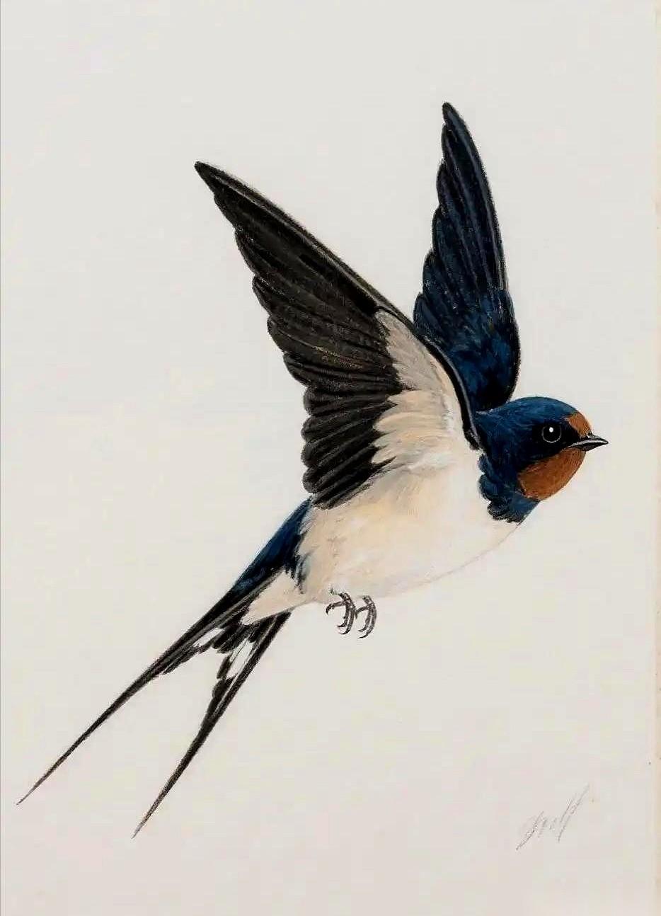 给燕子装上追踪器后，我们几代人的常识，塌了。 给燕子装上微型追踪器后，一个流