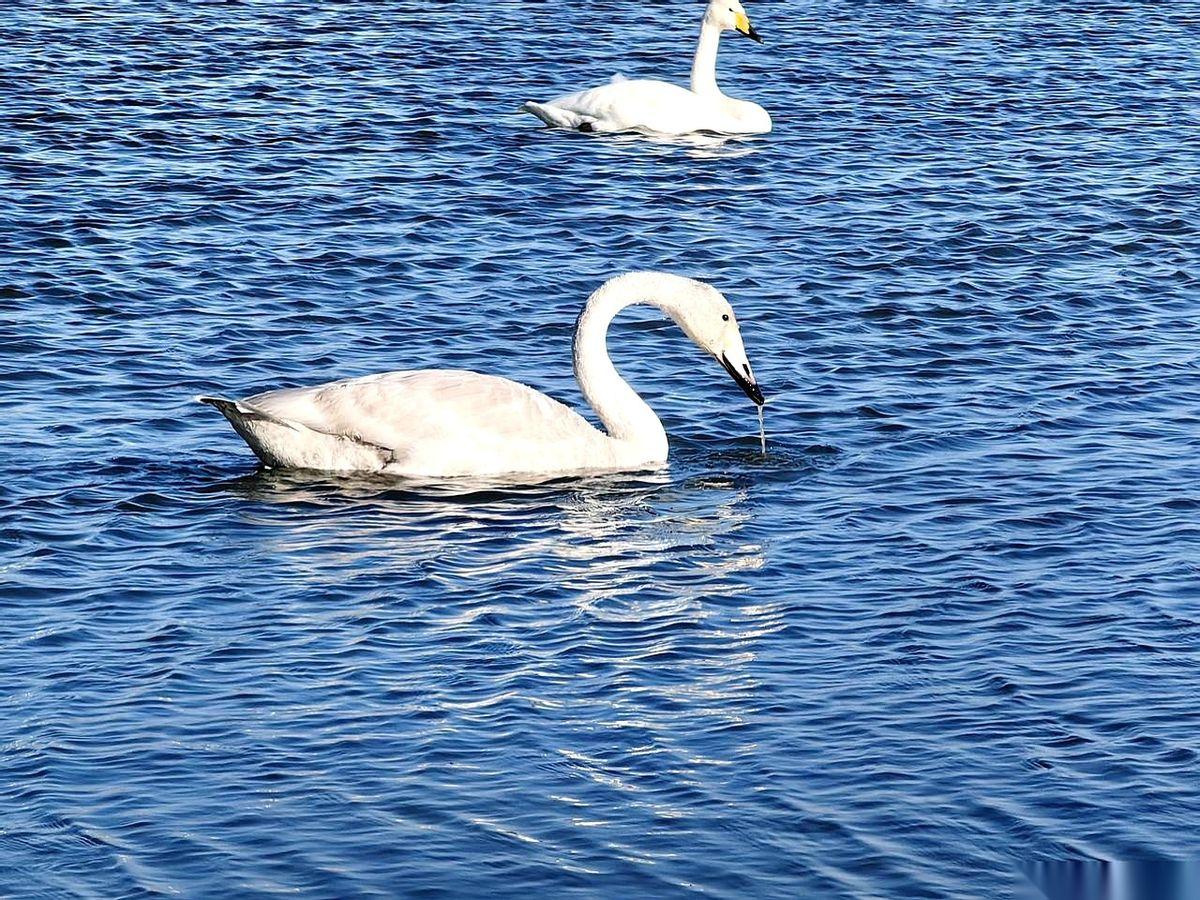 我们单位的钟，不是八点响，是九点。每天早上八点，老张准时出现。不打卡，不进办公
