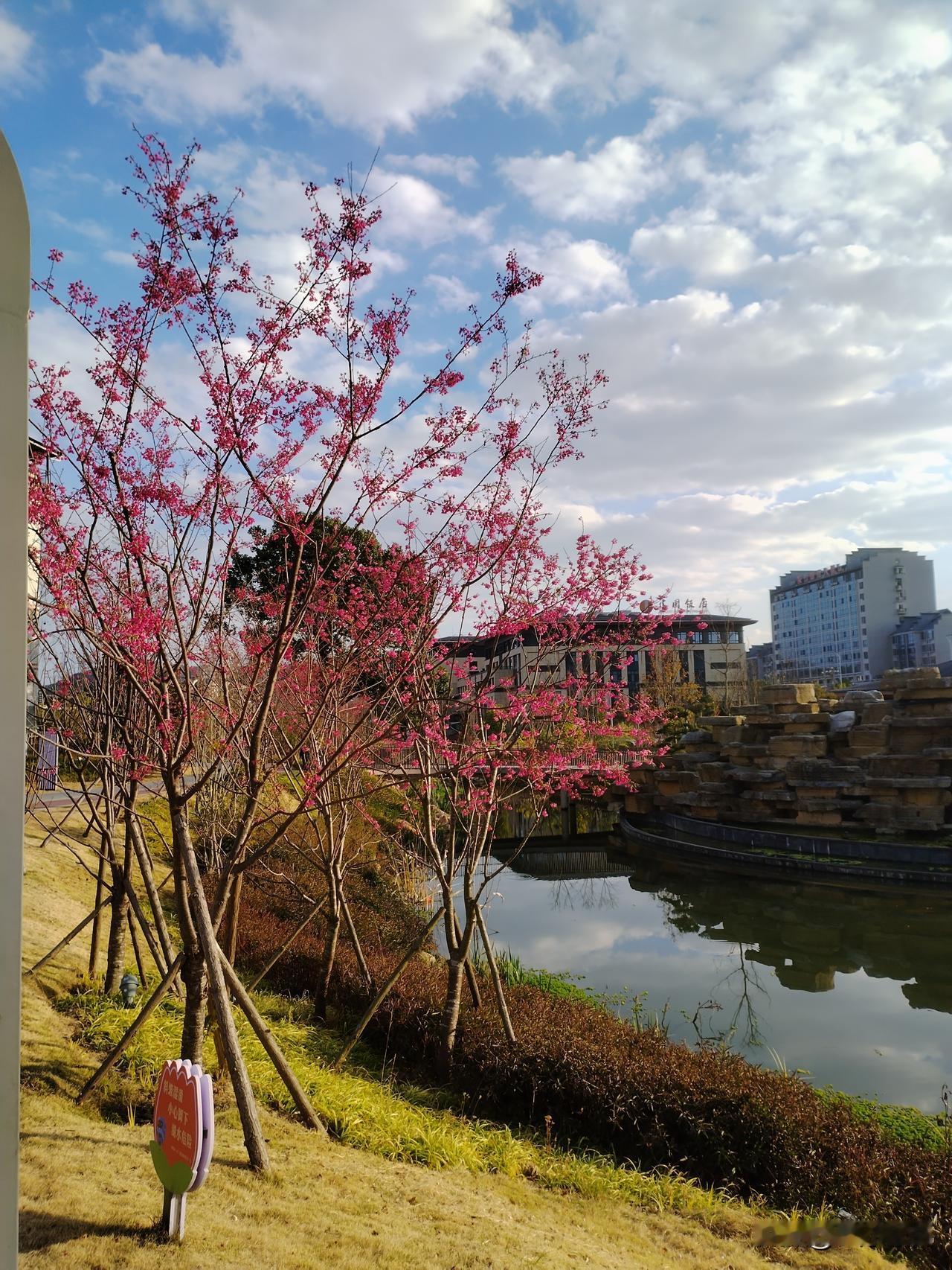 因为老师没有权力，骂了也就骂人，老师没有任何手段进行报复，总不能谁骂了老师就拿他