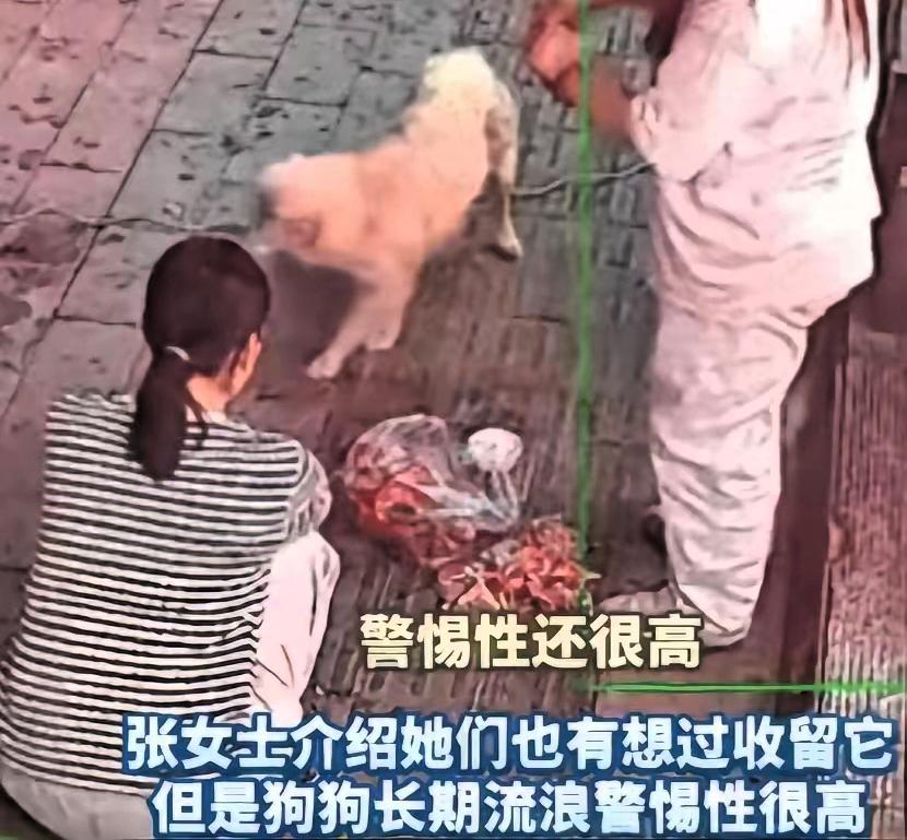 万物皆有灵！长春，烧烤店老板娘多次投喂流浪狗，没想到，流浪狗竟每天趁她收摊后，又