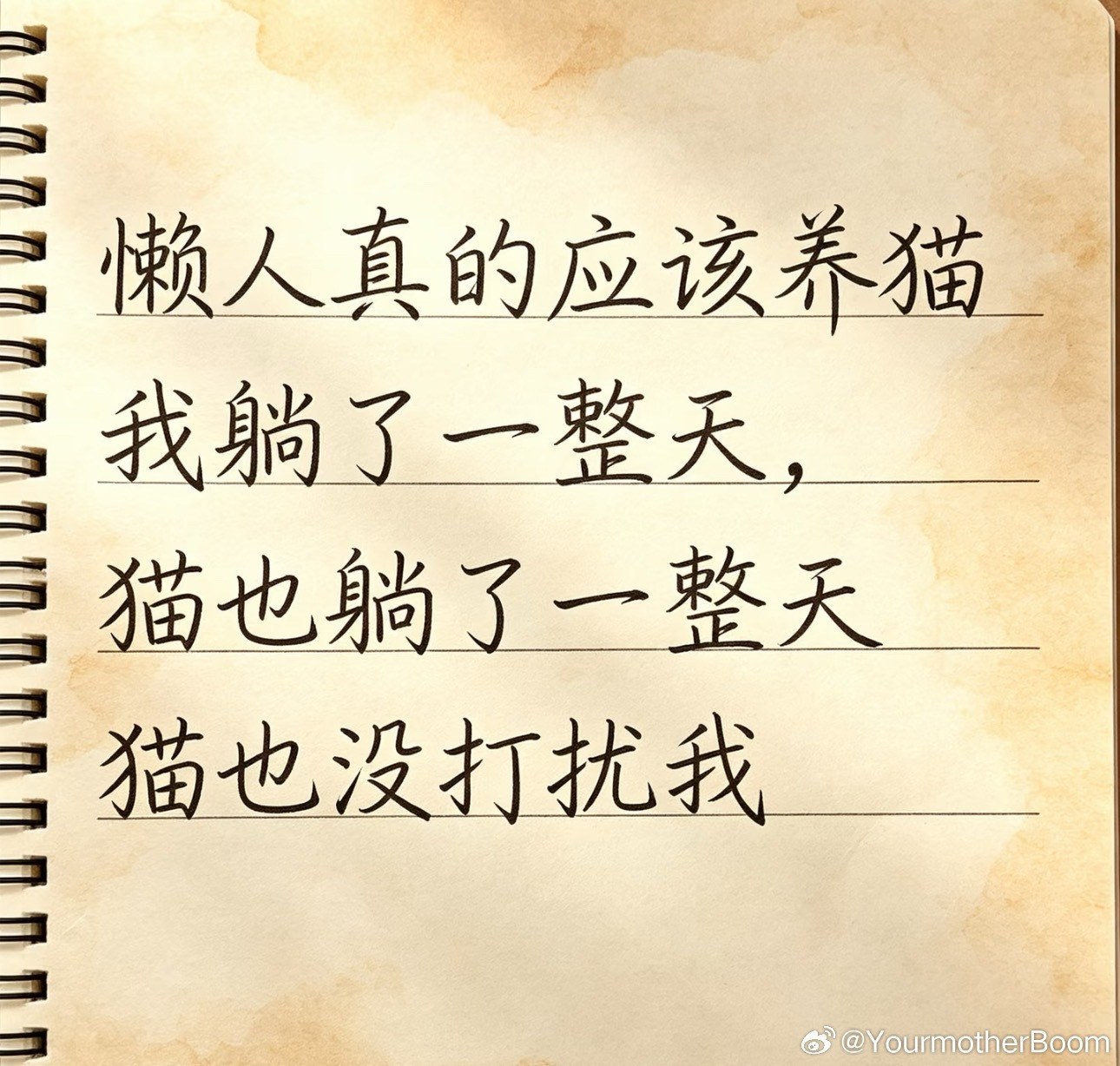 懒人真的应该养猫