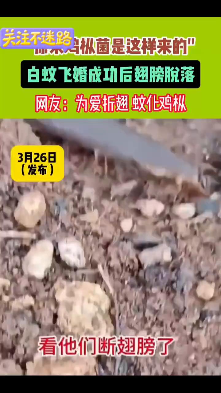 原来鸡枞菌是这样来的。白蚊飞婚成功后翅膀脱落。网友：为爱折翅蚊化鸡枞。3月2