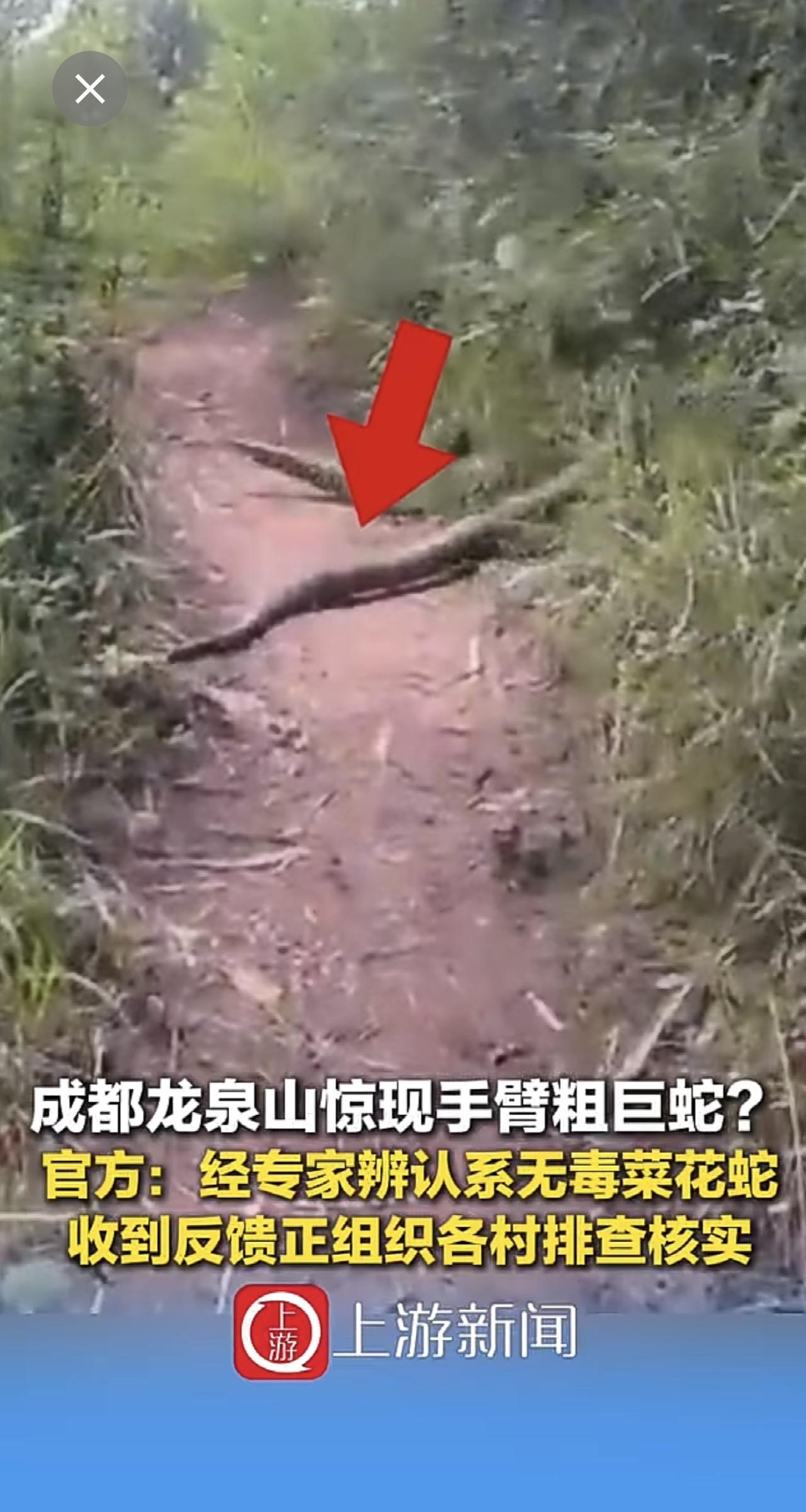 6月24日，成都龙泉山惊现手臂粗巨蛇？官方：经专家辨认系无毒菜花蛇收到反馈正