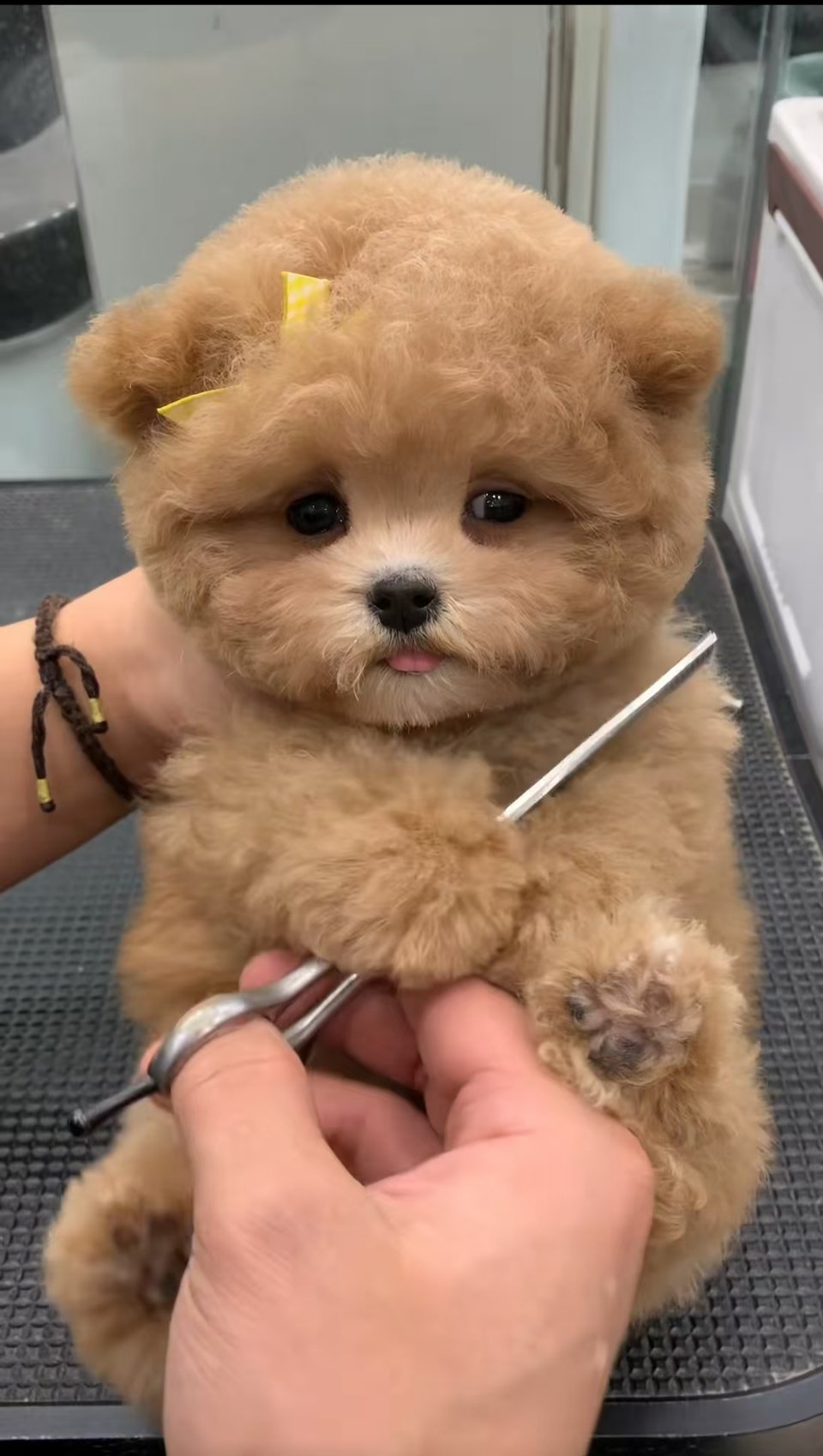 超级可爱的小狗狗​​​
