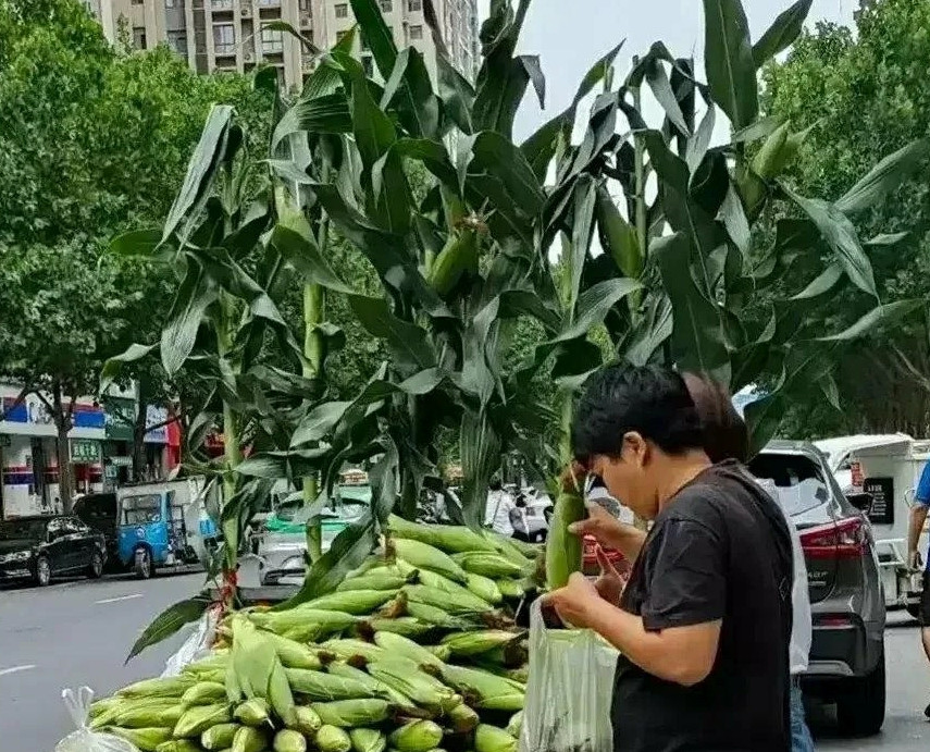 不禁让人想到一夜被人偷光的玉米地