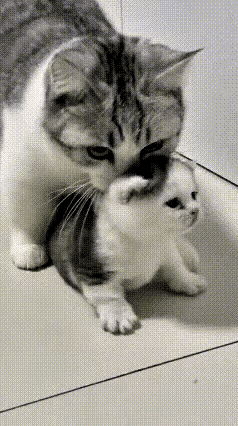 这大概是全网最“没良心”的猫妈，主打一个有奶便是娘，为了口吃的，亲崽子都能直接“