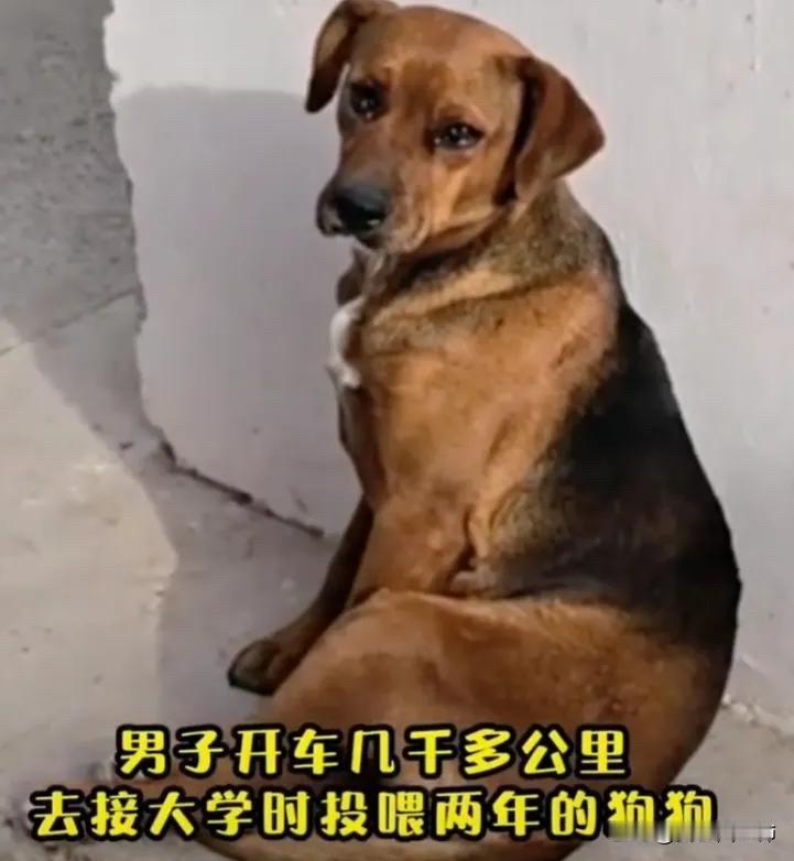 全网都被感动了。男子竟然开车几千公里去接自己大学期间喂了两年的狗狗。原因是现在学