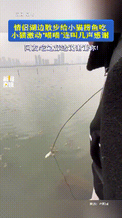 太治愈了！近日，湖北一对情侣湖边散步时，瞧见一只橘白小猫在岸边徘徊，刚开始还以为