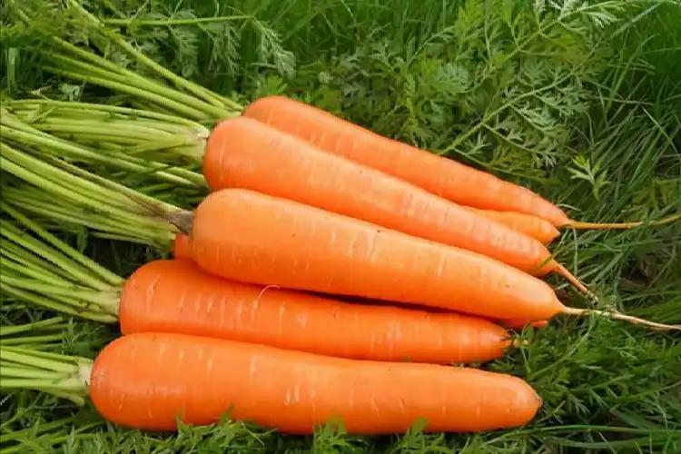 胡萝卜立大功！医生研究：常吃胡萝卜的老人，或能收获这6个益处一个七十岁的老爷