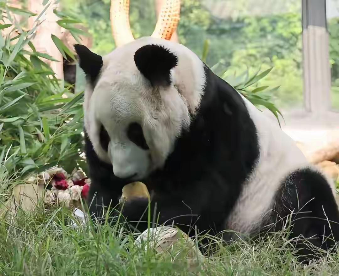 丫丫回国两年多判若两熊回国后，中方团队为丫丫制定了精细化饮食方案，提供新鲜竹笋