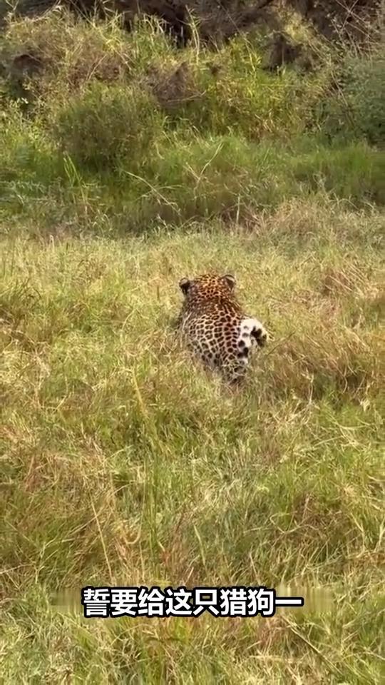 注意看，这可不是一般的花豹，它正准备上演一场惊天逆袭，让平时嚣张的猎狗尝尝厉害。