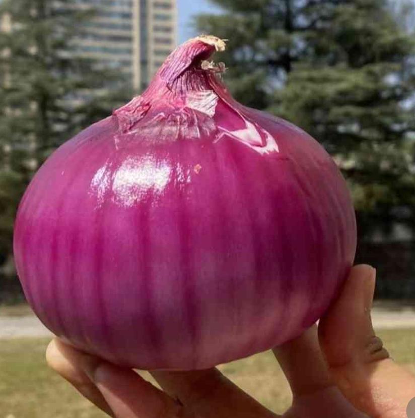 真奇怪，扁洋葱都哪里去了？我在东北，家里的菜都由我去购买，因为喜欢吃洋葱，所