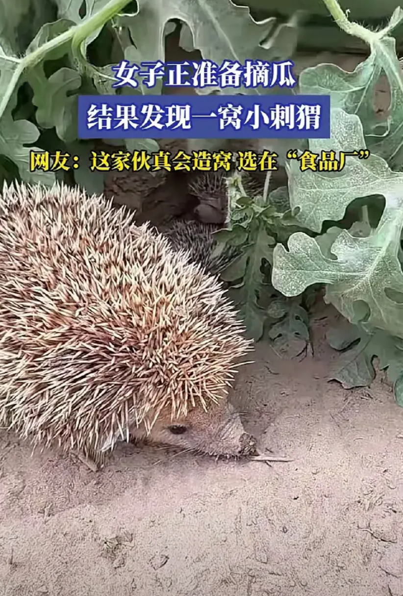 太意外了！河北一女子去西瓜地摘西瓜，没想到正当她伸手去摘的时候，发现西瓜叶子底下