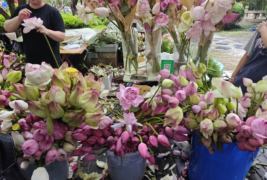 近日，苏州荷花市集开张，现场可谓热闹与浪漫交织，这是当地网友在一条视频下的贴图，