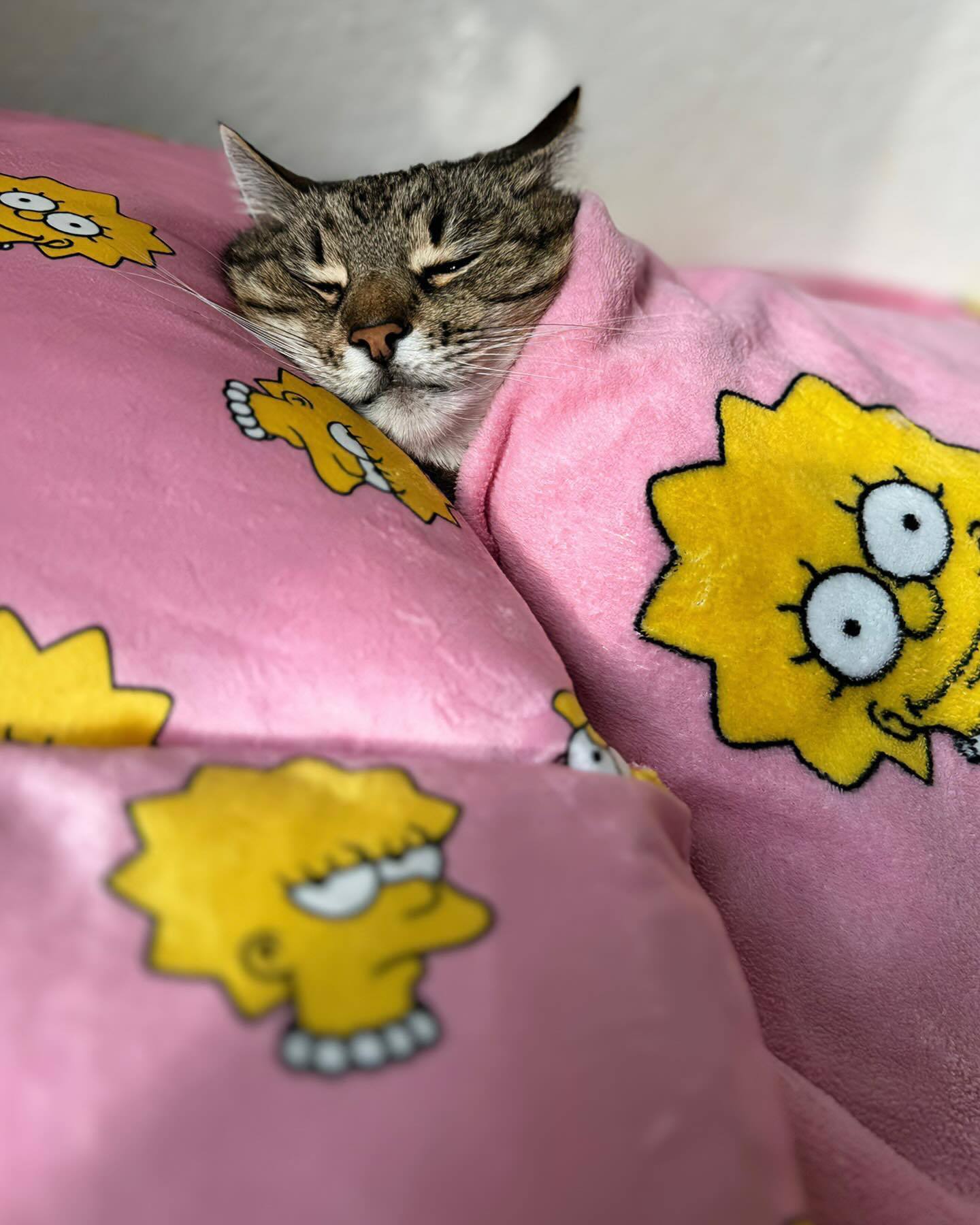 周末就应该在家尽情睡懒觉