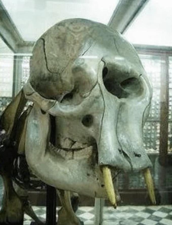 独眼巨人的真实身份是什么？法氏古菱齿象（*Palaeoloxodonfalc