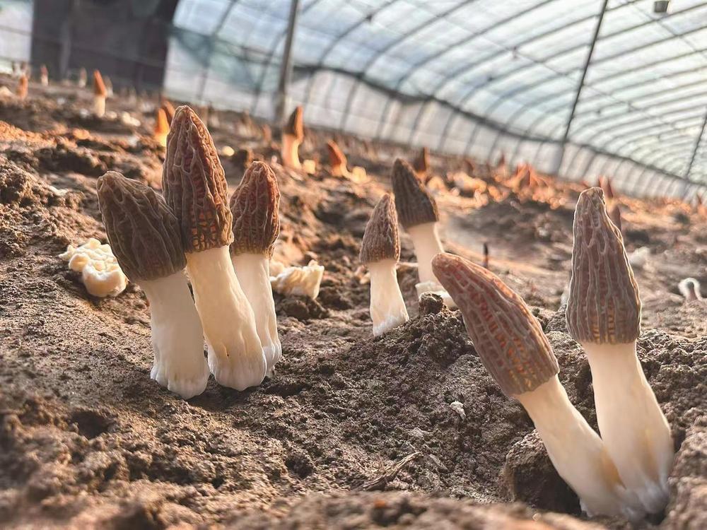 遵化羊肚菌即将进入采摘期