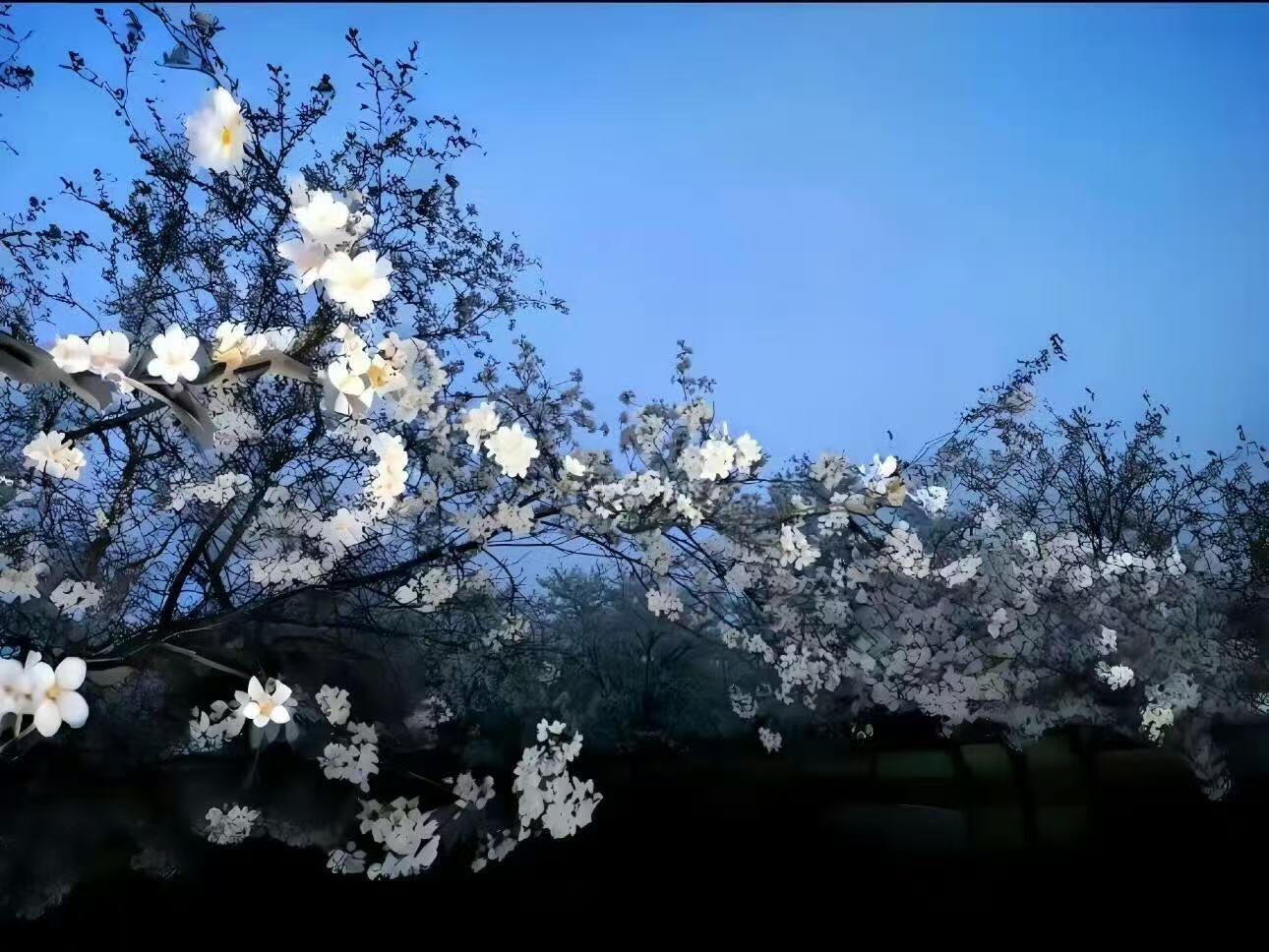 𝐬𝐡𝐚𝐫𝐞|超有生命力のipad电脑壁纸