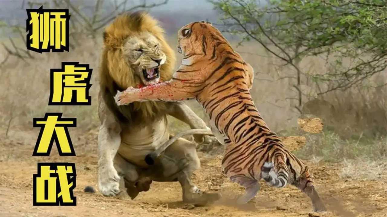 “老虎一口咬住狮子脖子!这哪是玩闹,分明是生死斗!”10月27日,安徽皖南野生动