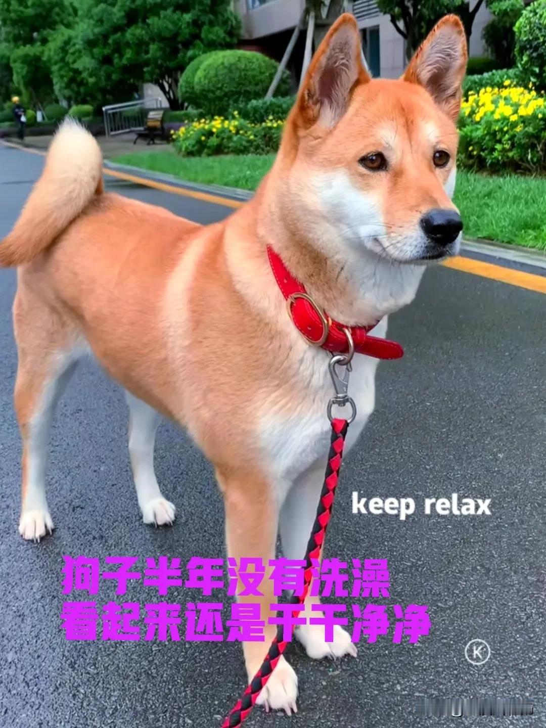两年前心血来潮，拖广西的朋友帮我淘一只正宗中华田园犬。当时的田园犬还没有现在这么