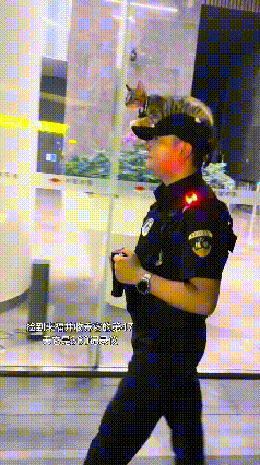 这个视频我看了好几遍，真是越看越有意思。你瞅瞅这个保安大哥出来巡逻，小狸花猫非