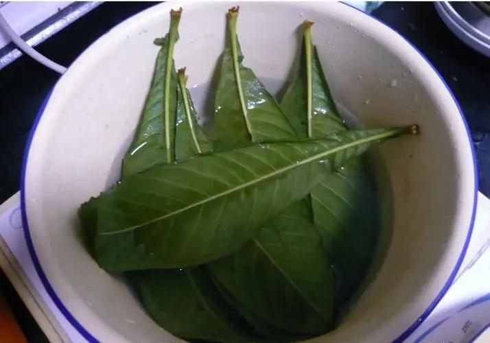 讲讲这枇杷叶的妙用谈起枇杷，大多数人可以想到枇杷止咳露。枇杷止咳化痰的作用可