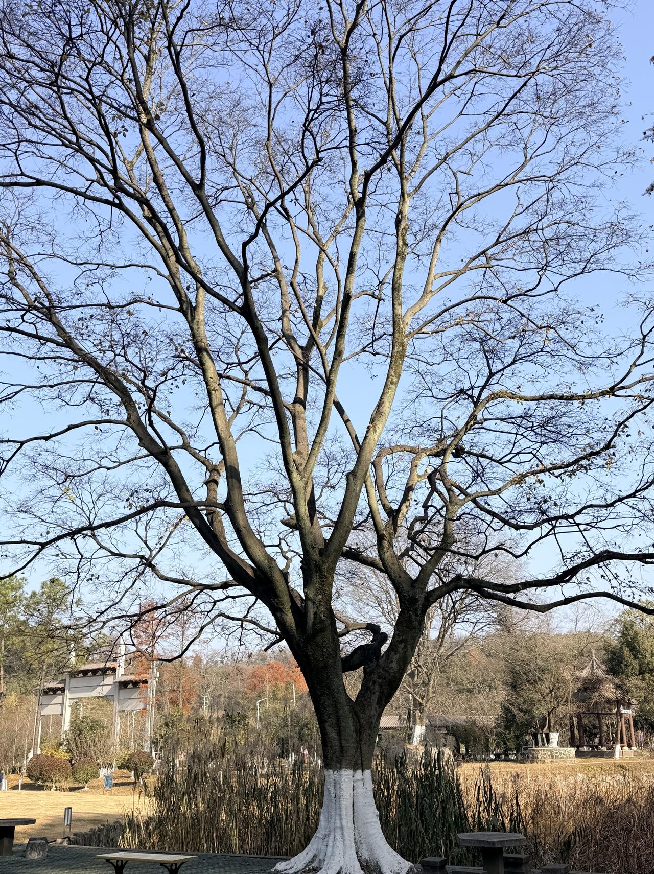 站在这棵老树底下，突然就懂了什么叫“风骨”。冬日里落尽了叶，枝桠却像千万条银