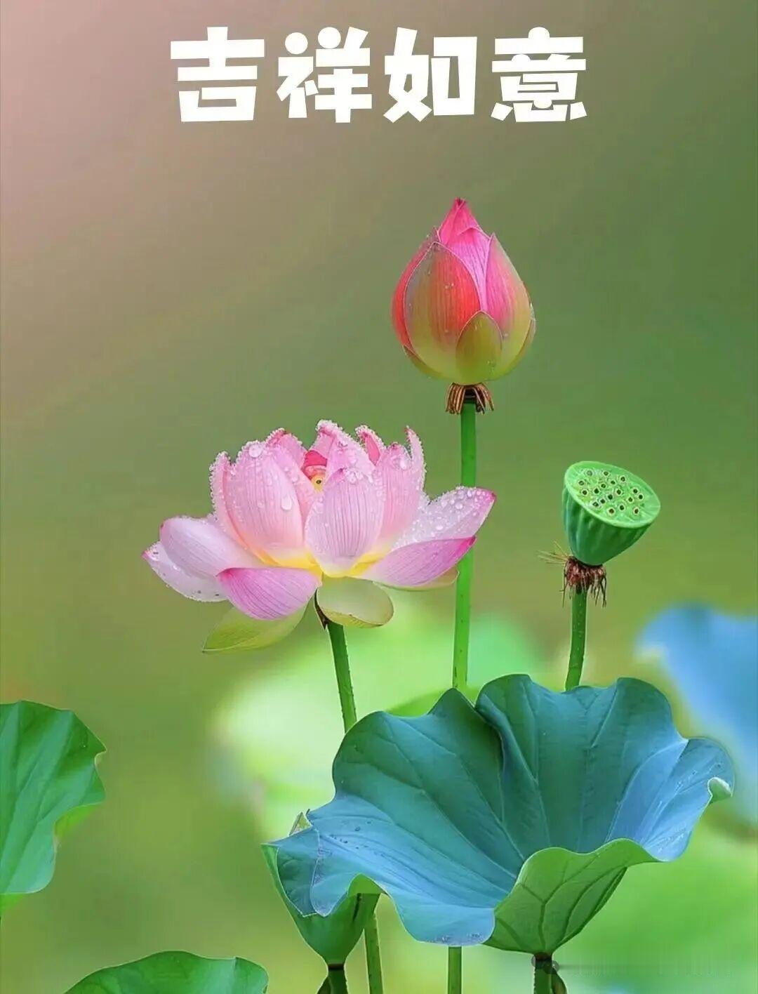 用心祝福你每一天，心想事成！愿你的未来如彩虹般绚丽多彩，每天都有新的收获和快乐，