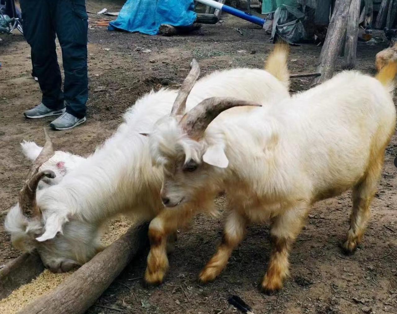第一次去男友家，随口夸了小羊一句…结果下午它就变成了烤肉！】这真是我今年听过最