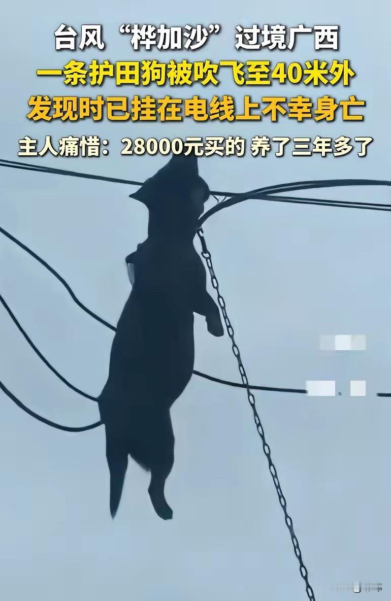 太可怜了，广西一位小哥哥花了巨款买了一只猎犬用来护田，平时担心它伤害家禽，于是就