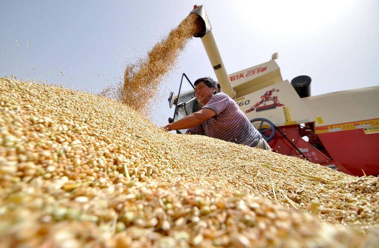 中印两国都顶着14亿人口的盘子，粮食账却算出了截然不同的结果：中国年产7亿吨粮还