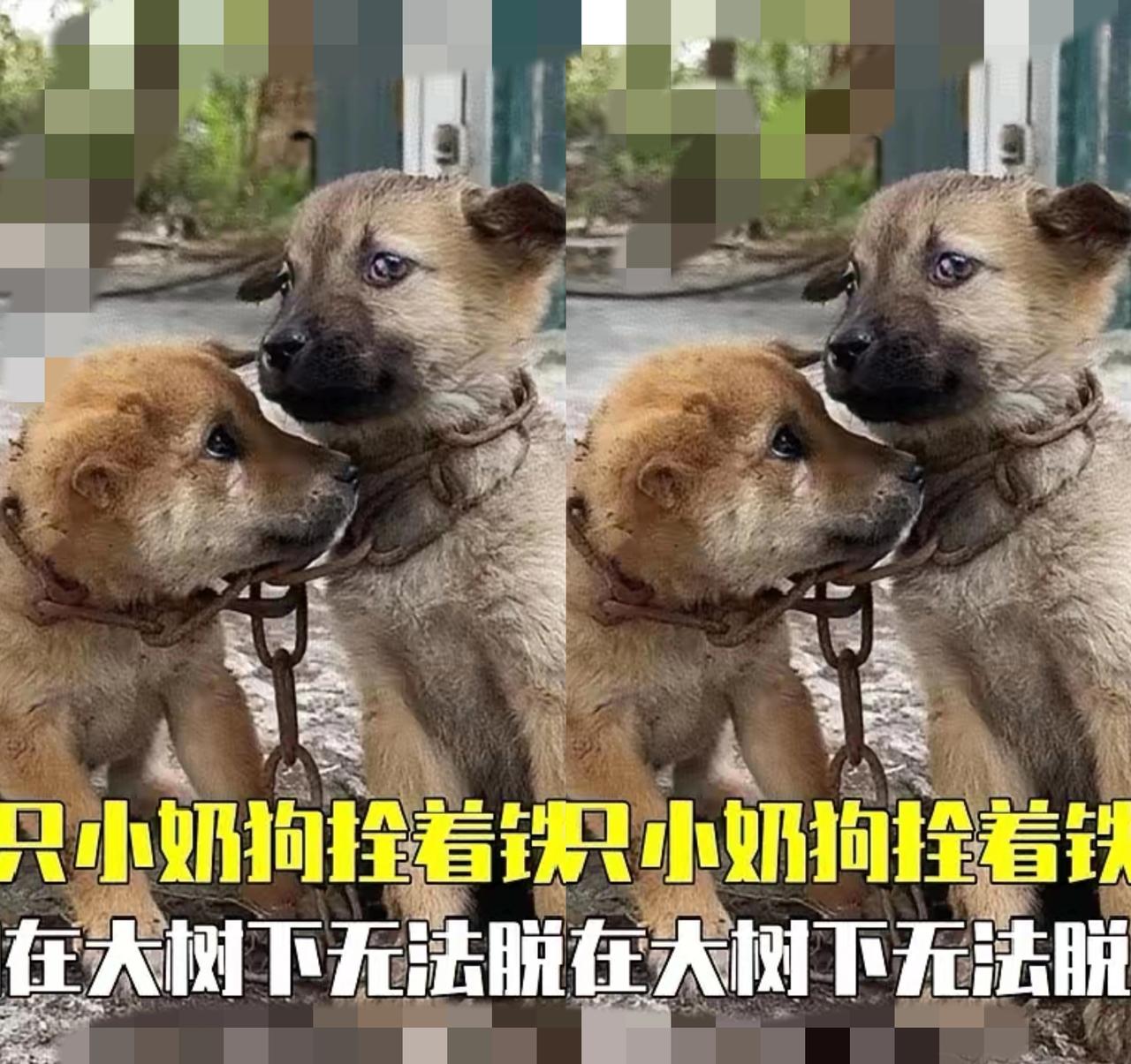 谁能忍心把两只还在吃奶的小奶狗，用铁链拴在树下就直接抛弃？真的太让人心寒了。