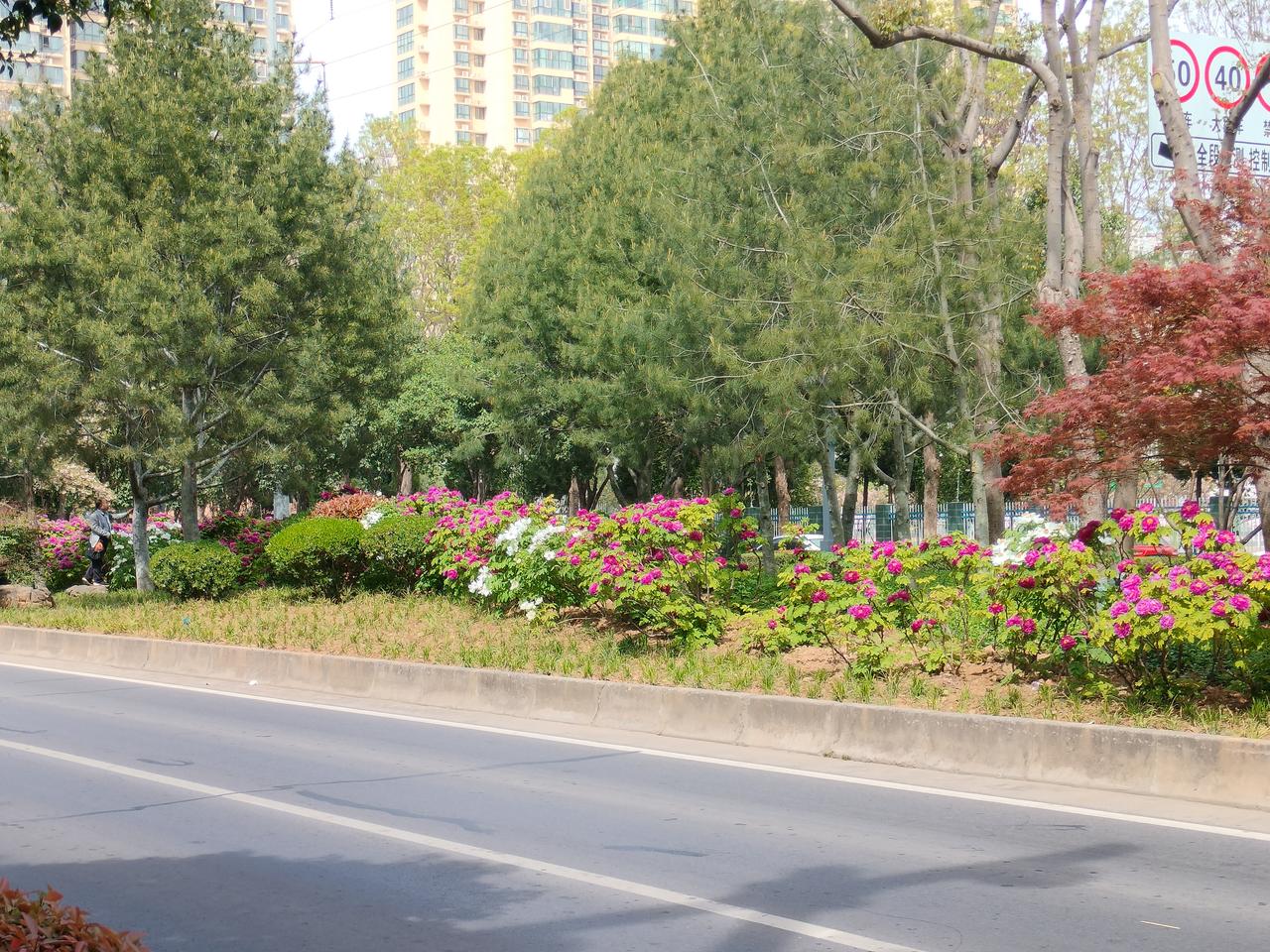 说句实话洛阳的牡丹园我只去过王城公园，还是二十年前的事了，其他牡丹园都没有去过，