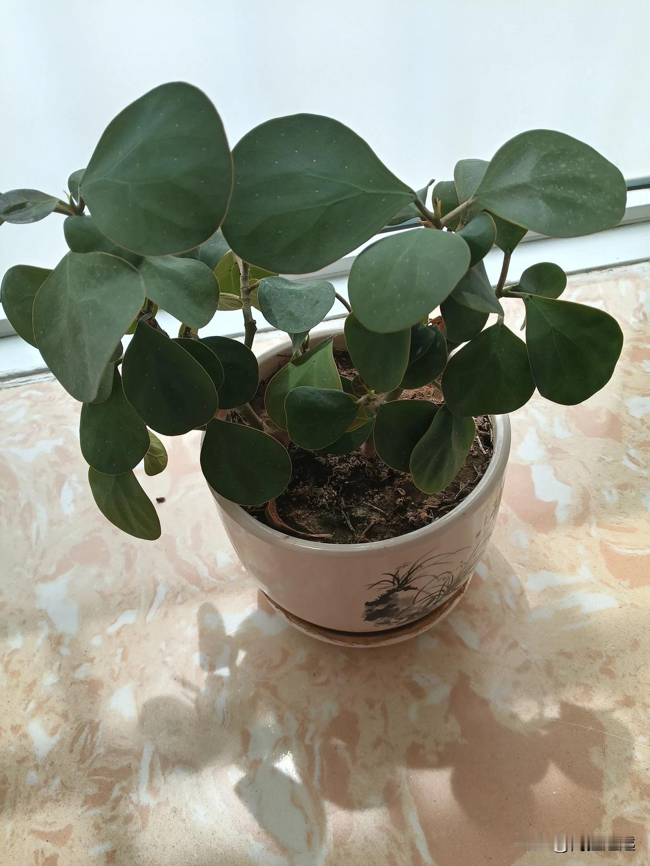 我家阳台上种了三盆好养活的花，一盆小盼菩提，它就像一个迷你的禅意小世界，每一片叶