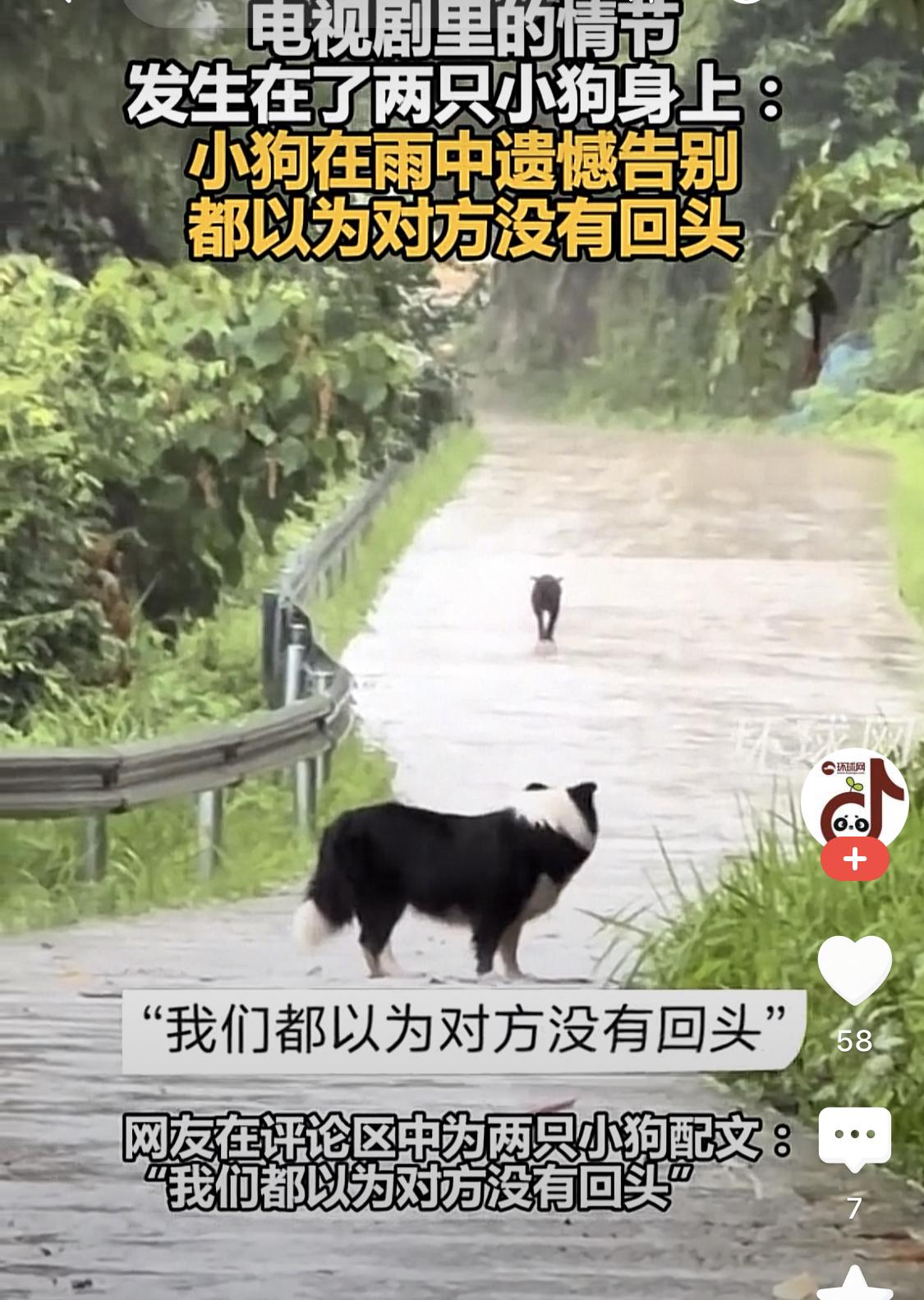 今天被两只小狗狗惹哭了[哭哭][哭哭]它们在雨中告别，像极了当时的我们。