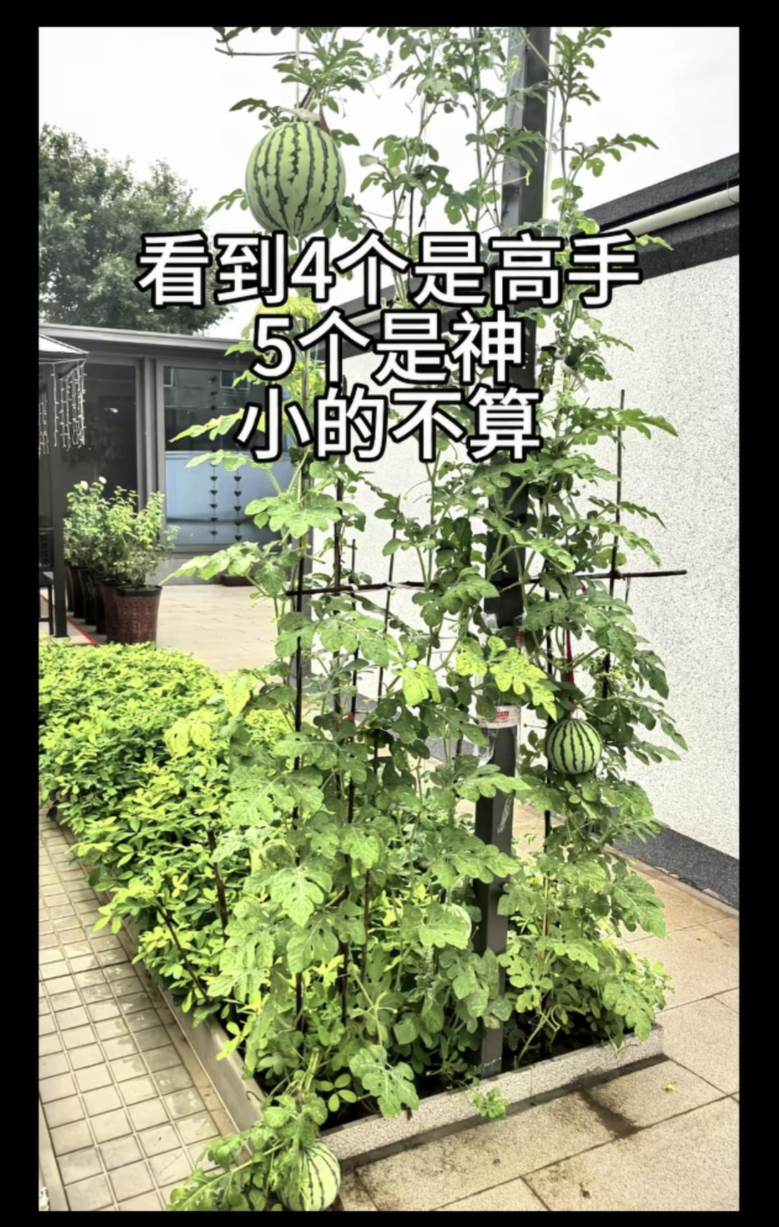 我只看到3个，看来眼力不行呀，你们呢？眼力大考验！图里找大西瓜，小的不算数。