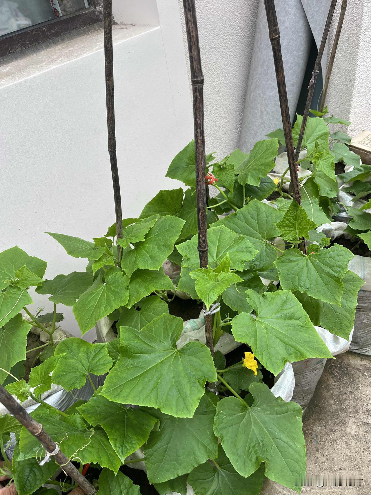 我的治愈系小菜园一方小小的角落，便是我的治愈系小菜园。亲手栽种的黄瓜顺着竹竿