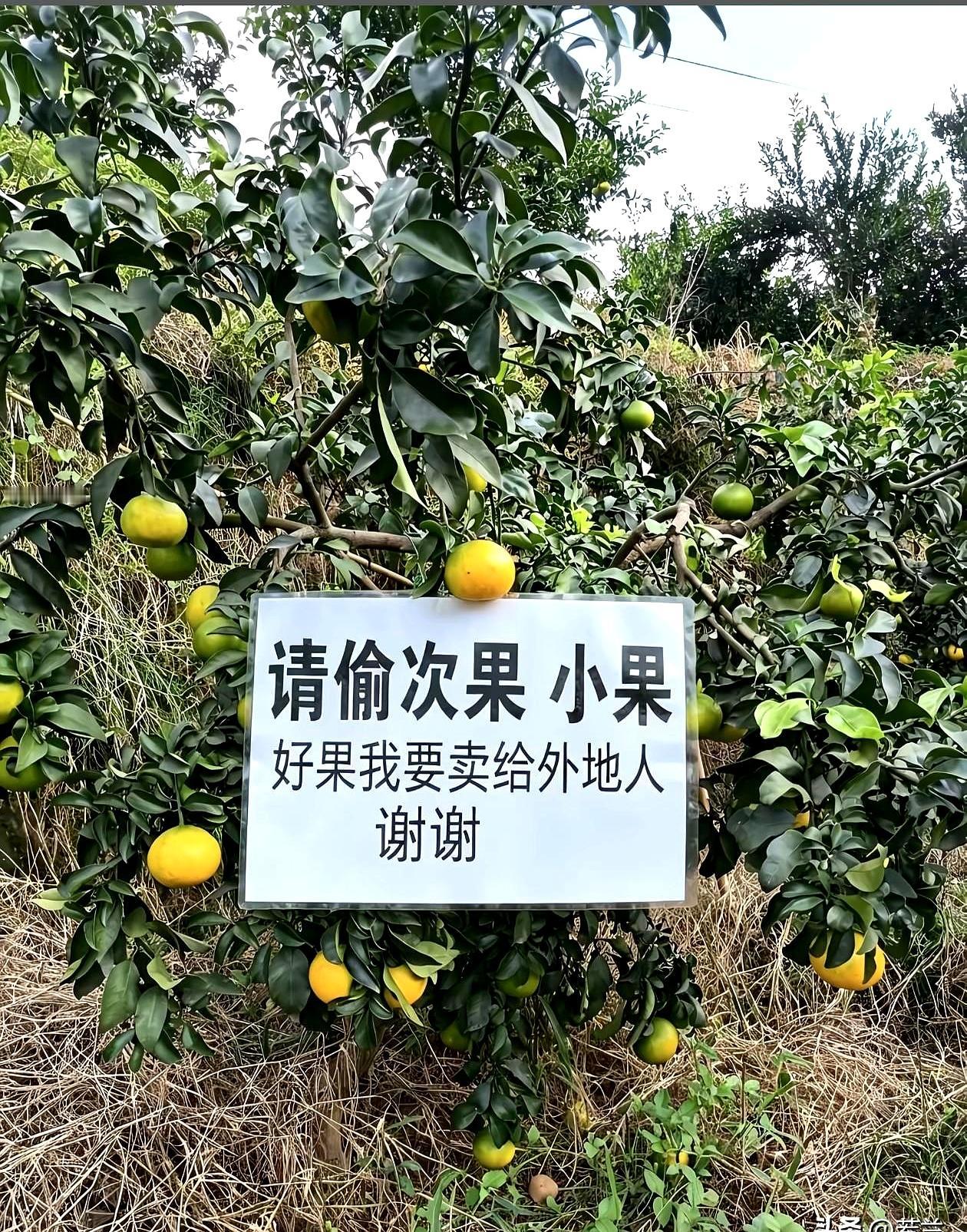 真想夸一句，这家果园老板真厚道，跟他买果子心里特踏实。挑果不遮掩，哪颗有小瑕疵
