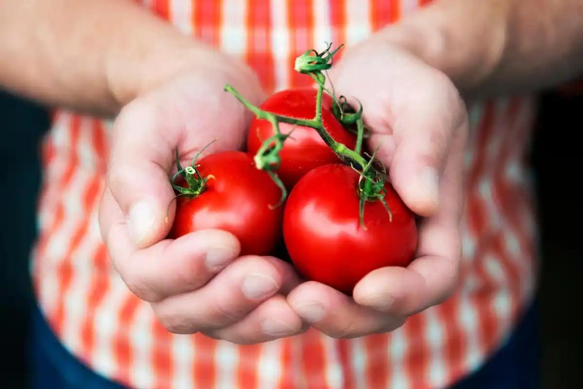 研究发现：每天生吃一个西红柿，用不了多久，身体会迎来6大改善不少人提到西红柿