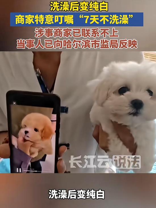 8月2日报道，黑龙江，一男子看中一只香槟色小狗，花了1400元买下来，商家反复刻