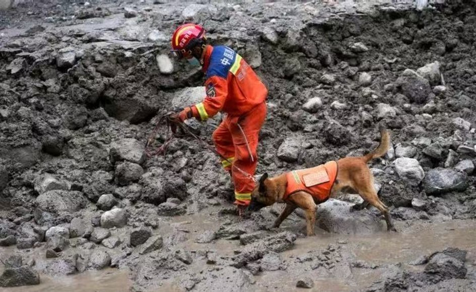 #吉隆口岸受伤搜救犬辛巴已救治稳定#看到说搜救犬为了找人爪子都肿了，还有些搜救犬因为泥浆下陷，都有了
