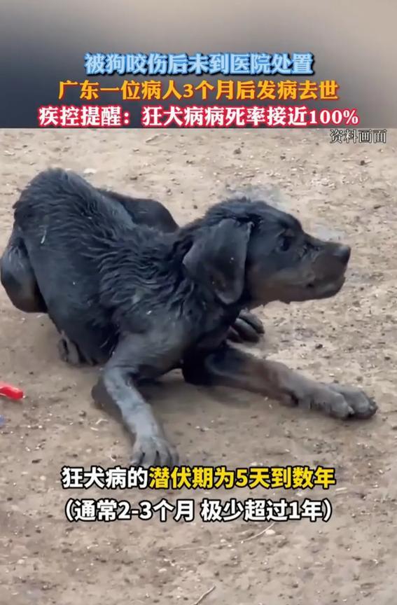 “太大意了！”广东，一人被狗咬了，5天后咬他的狗死了，但此人未意识到问题的严重性
