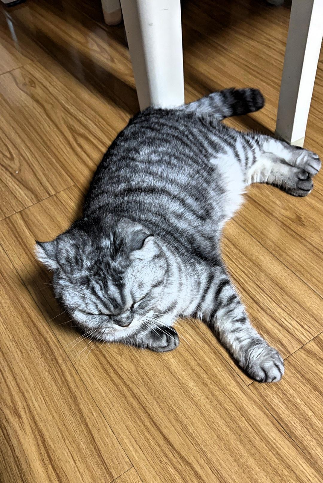 发一张图片证明猫咪很可爱